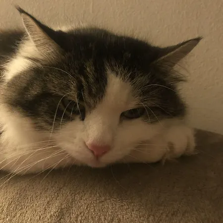 Rio ベッド・アンド・ブレックファスト 4*